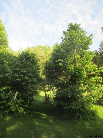 Do Deer Eat Pawpaws – Tips For Keeping Deer Out Of Pawpaw Trees