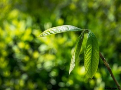 Pawpaw Cutting Propagation: Tips On Rooting Pawpaw Cuttings