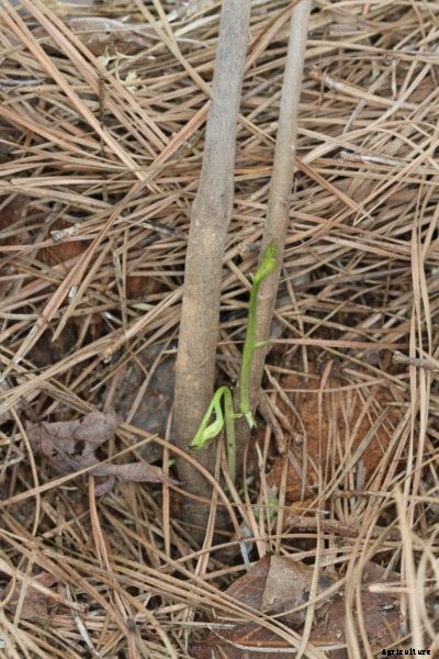 Can You Root Pawpaw Suckers – Tips For Propagating Pawpaw Suckers