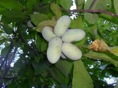 How To Treat A Sick Pawpaw: Information About Diseases Of Pawpaw Trees