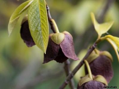 Insects That Eat Pawpaws – Recognizing Pawpaw Pest Symptoms