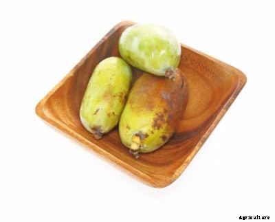 Pawpaw Benefits: Pawpaw Fruit Ideas And Uses