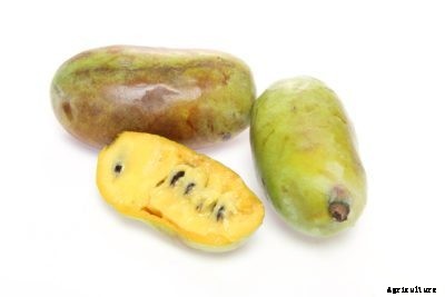 Pawpaw Tree Varieties: Recognizing Different Kinds Of Pawpaws