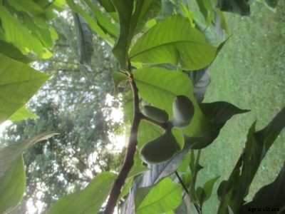 Pawpaw Not Producing Fruit: How To Make A Pawpaw Tree Fruit