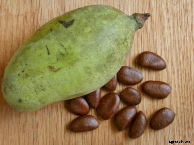 When To Pick Pawpaws: How To Tell If Pawpaw Fruit Is Ripe