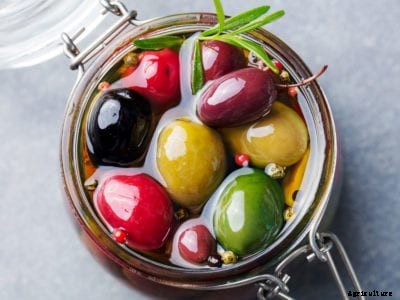 Olive Preservation Guide: How Do You Brine Olives