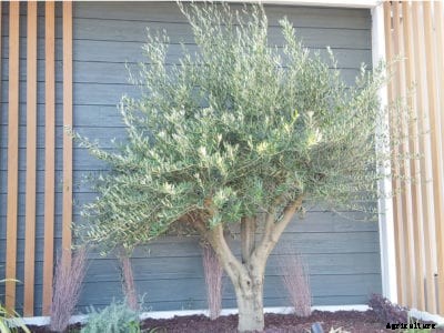 Growing An Olive Tree With No Olives: What Is A Fruitless Olive Tree