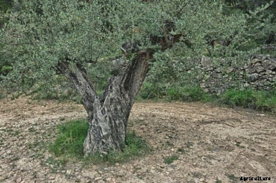 Olive Tree Xylella Disease: Learn About Xylella Fastidiosa And Olives