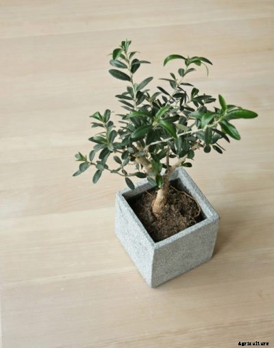 Olive Houseplants – Growing A Potted Olive Tree Indoors