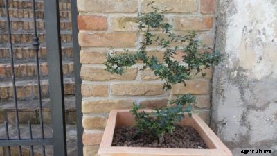 Potted Olive Tree Care: Tips On Growing Olive Trees In Containers