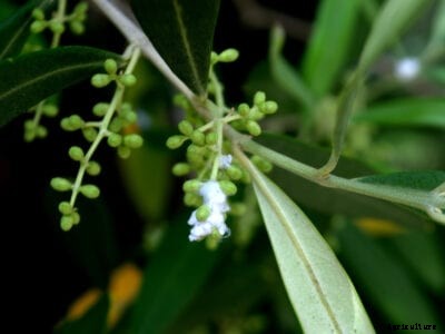 Olive Tree Pests – Learn About Bud Mites On Olive Trees