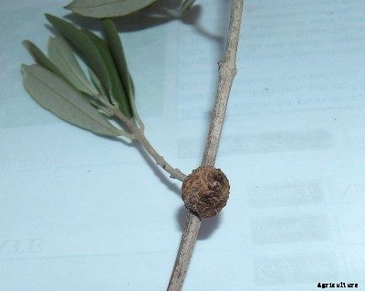 What Is Olive Knot: Information On Olive Knot Disease Treatment