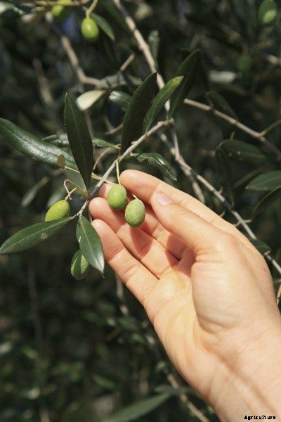 Picking Olives – Tips For Harvesting Olive Trees