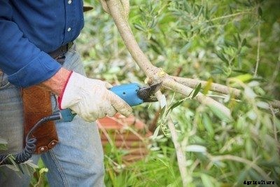 Pruning Olive Trees – Learn When And How To Prune Olive Trees