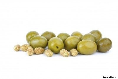 Olive Pit Propagation – Learn How To Plant Olive Pits