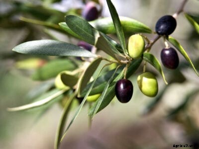 Olive Tree Care: Information On How To Grow Olive Trees
