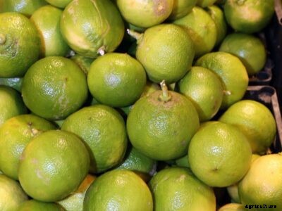 Bergamot Orange Growing Tips – Caring For A Bergamot Orange