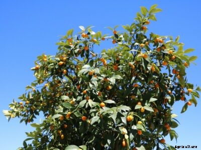 Trovita Dwarf Orange – How To Grow Trovita Orange Trees