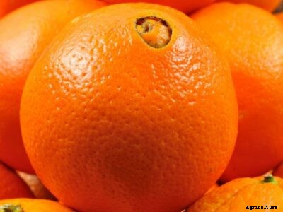 Growing Navel Oranges – Learn About Navel Orange Care