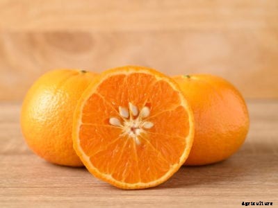 Can You Grow Store Bought Oranges – Planting Grocery Store Orange Seeds