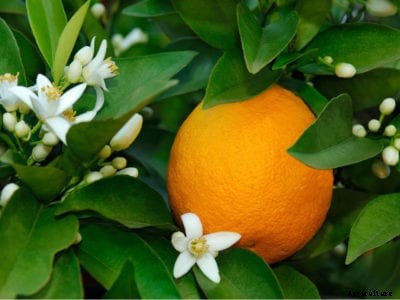 Flowering Orange Harvest: Tree Has Oranges And Flowers At Same Time