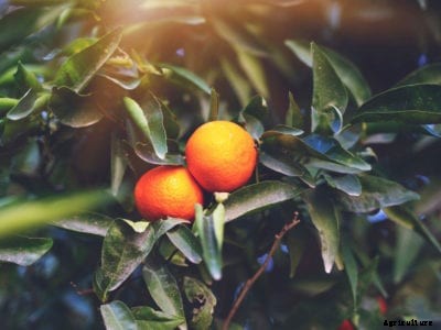Small Orange Problem – What Causes Small Oranges