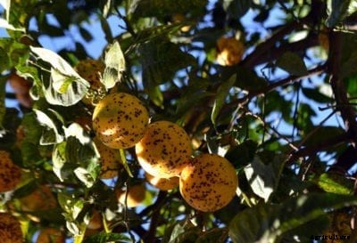 Diseases In Orange Trees: How To Treat A Diseased Orange Tree