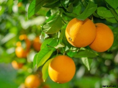 Sweet Orange Scab Control – Managing Sweet Orange Scab Symptoms