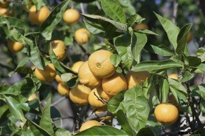 Leaf Curl In Orange Trees: Why Are My Orange Tree Leaves Curling