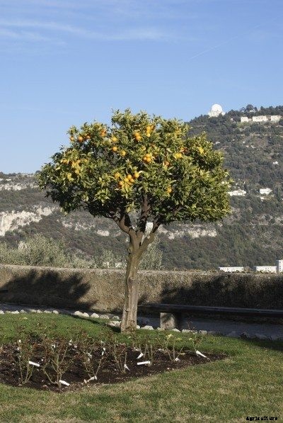 Pruning Orange Trees: When And How To Prune An Orange Tree