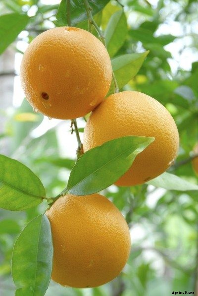 Varieties Of Orange Fruit: Learn About Different Types Of Oranges