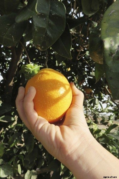 Harvesting Oranges: Learn When And How To Pick An Orange