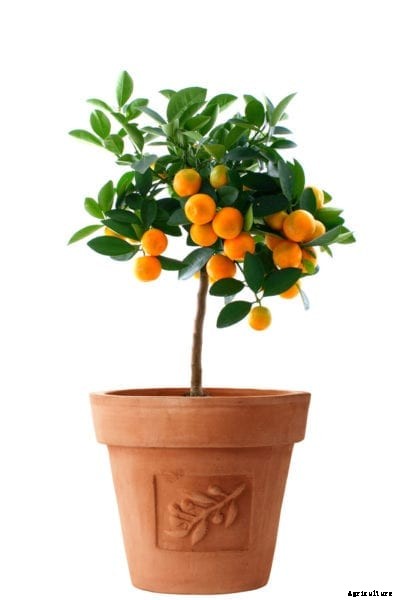 Orange Tree Container Care: Can You Grow Oranges In A Pot