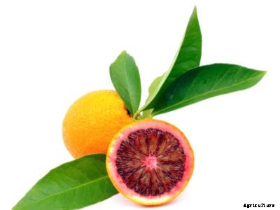 Blood Orange Tree Care: How To Grow Blood Oranges