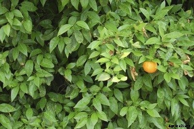 Orange Tree Fruit Problems: How To Get Fruit On Orange Trees