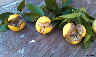 Splitting Citrus Fruit: Why Orange Rinds Split Open And How To Prevent It