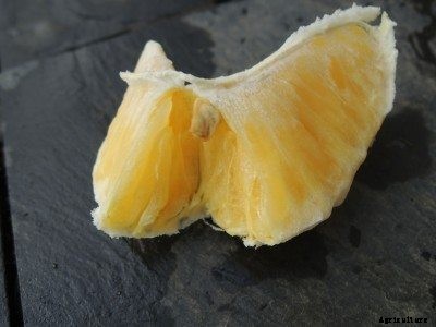 Dry Orange Fruit – Why An Orange Tree Produces Dry Oranges