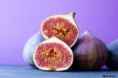 Fig Seed Propagation: How To Plant Fig Tree Seeds