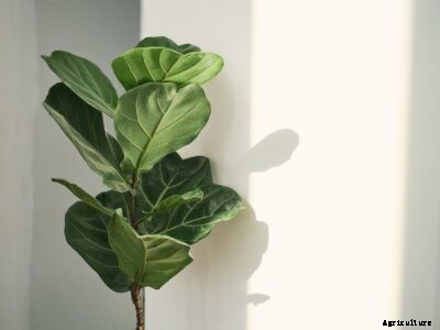 What Are Fig Nematodes: How To Treat Figs With Root Knot Nematodes