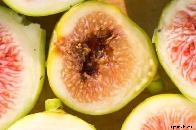 Fig Souring Info: Learn What Causes Fig Souring And How To Treat