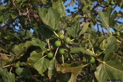 What Is Anthracnose Of Figs: Treating Figs With Anthracnose Disease