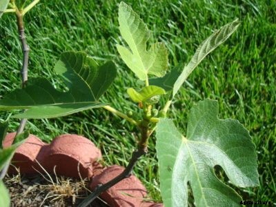 What Is A Celeste Fig: Learn About Celeste Fig Tree Care