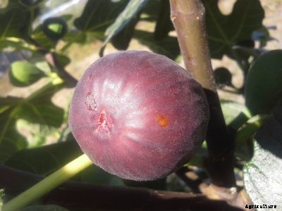 What Is A Hardy Chicago Fig – Learn About Cold Tolerant Fig Trees