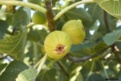 Fig Tree Borer Treatment: Learn How To Manage Fig Borers