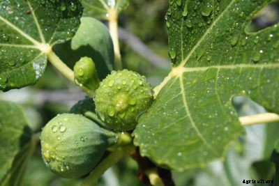 Fig Tree Watering: What Are Water Requirements For Fig Trees