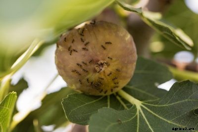 Common Fig Tree Pests – What To Do About Pests On Fig Trees