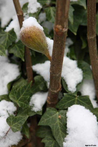 Cold Hardy Fig Varieties: Tips For Growing Winter Hardy Figs