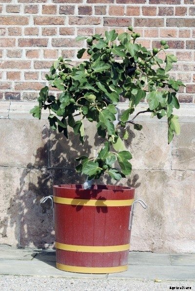Fig Tree Container Planting: Tips For Growing Figs In Pots