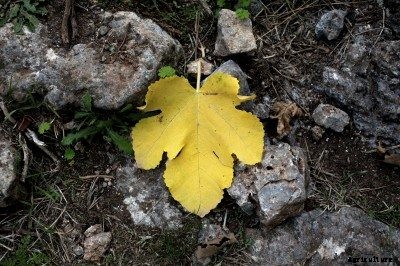 Fig Tree Leaf Drop – Why Do Fig Trees Lose Leaves