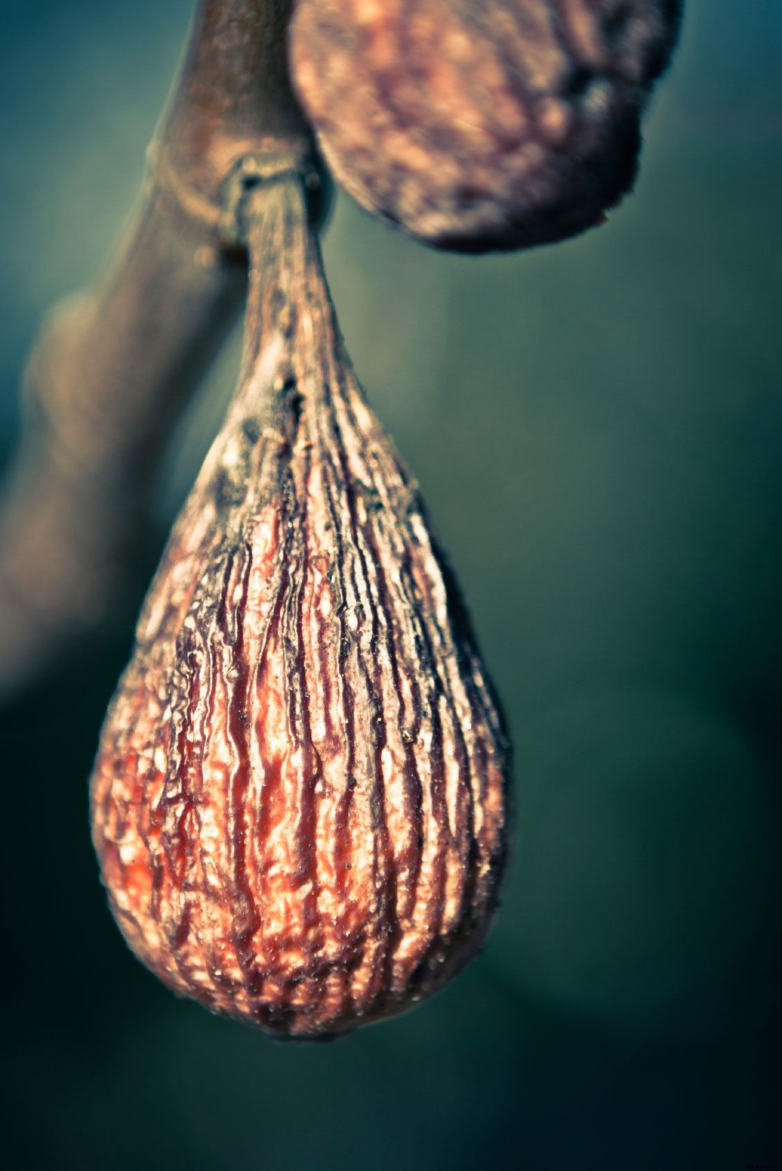 Mummified Fig Tree Fruit: What To Do For Dry Fig Fruit On Trees
